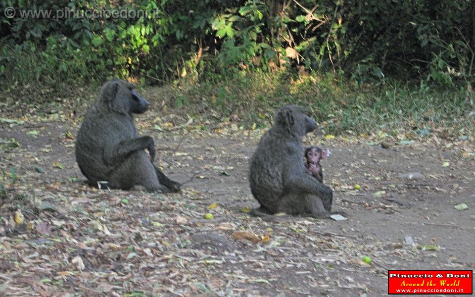 Ethiopia - Mago National Park - Baboons - 02.jpg